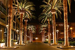 SAN JOSE CALIFORNIA PALM TREE 2010