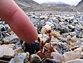 Saxifraga cespitosa - Tuftedsaxifrage4-1