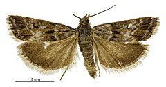 Scoparia s.l. pascoella male.jpg