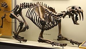 Smilodon californicus (1).jpg