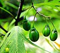 Solanum laciniatum Prague 2017 3