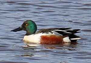 Spatula clypeata Oulu Finland 2016-05-07.jpg