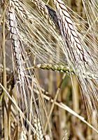 Triticum turgidum 2