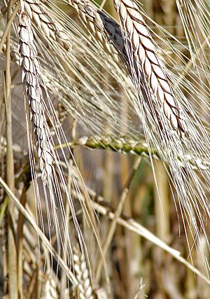 Triticum turgidum 2.jpg