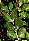 Viburnum rufidulum foliage.jpg