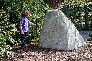 Wedgwood Square erratic, yardstick.JPG