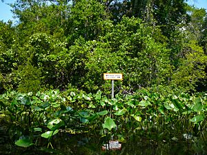 Wekive Springs, Longwood Florida