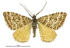 Xanthorhoe bulbulata female.jpg