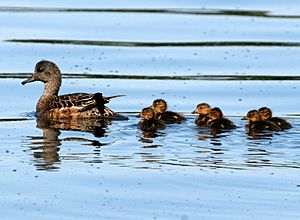 American Wigeon Brood