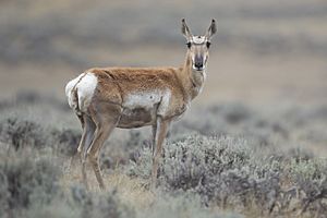 Antilocapra americana female (Wyoming, 2012)