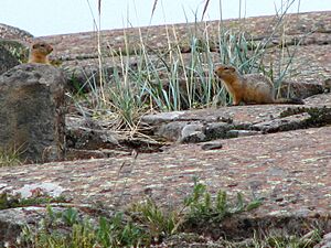 Arctic ground squirrels, Nunavut