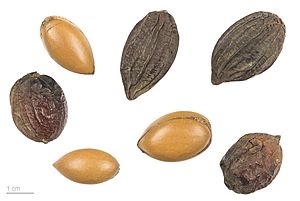 Argania spinosa MHNT.BOT.2010.12.2