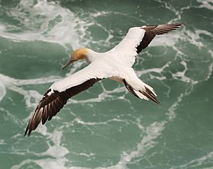 Australasian Gannet (Morus serrator) in flight, from above