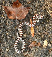 Autumn milksnake