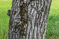 Bark of Juglans regia 01