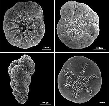 Benthic foraminifera