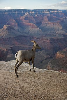 Bighorn, Grand Canyon