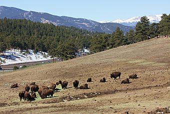 Bison herd at Genesee Park-2012 03 10 0601.jpg