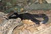 Black Kingsnake (Lampropeltis getula niger).jpg