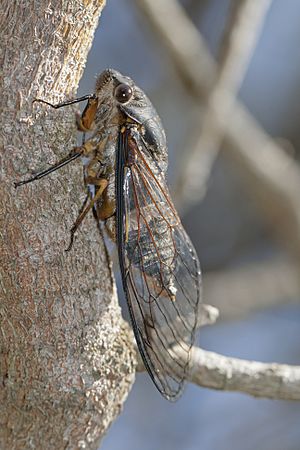 Black Prince Cicada 03