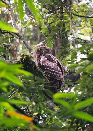 Brown Fish Owl