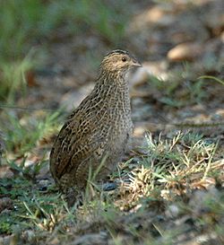 Brown Quail Dayboro Feb06