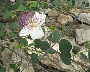 Capparis zoharyi 4.jpg