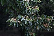 Castanea mollissima, Hangzhou Botanical Garden 2018.06.03 15-38-49.jpg