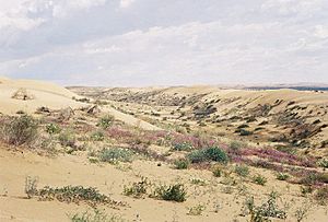 Cbnorthalgodonesdunes2 100108