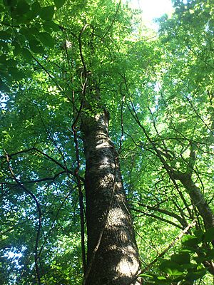 Celtis Laevigata