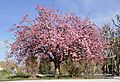 Cerisier du Japon Prunus serrulata