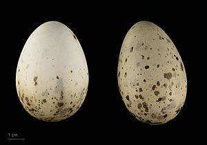 Chroicocephalus cirrocephalus MHNT.ZOO.2010.11.125.16