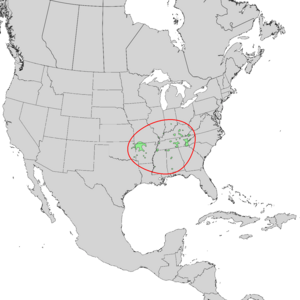 Cladrastis kentukea range map 1.png