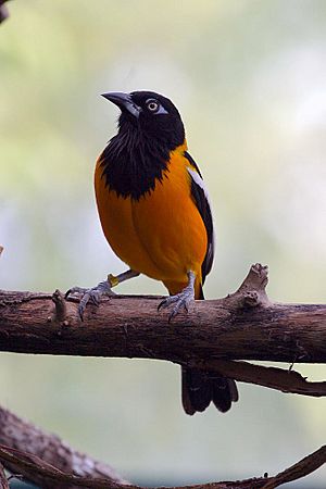 Common Troupial - Nashville Zoo