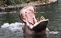 Copenhagen Zoo - Hippopotamus