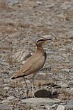 Cream-coloured Courser.jpg