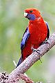 Crimson Rosella dec07