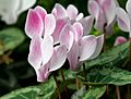 Cyclamen 'Stirling'