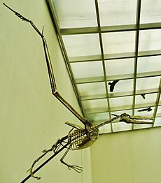 Dasornis emuinus 1