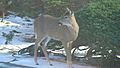 Deer in the snow