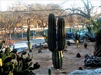 Desert plant exhibit at San Antonio Zoo DSCN0728