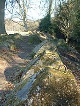 Dragons Teeth at Waverley Abbey