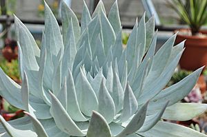 Dudleya Brittonii.jpg