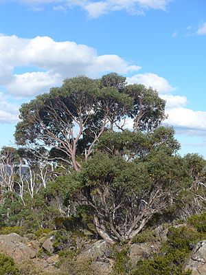 E. coccifera tree form.JPG