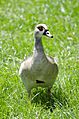 Egyptian Goose Urzig Mosel jun 2018 (1)