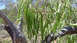 Emu Bush leaves (15301728843)