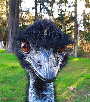 Emu looking at the camera