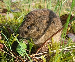 Feldmaus Microtus arvalis.jpg