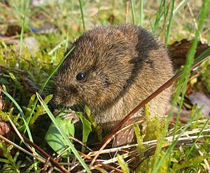 Feldmaus Microtus arvalis