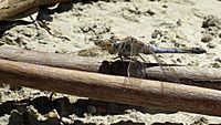 Female Blue Skimmer (15922102205)